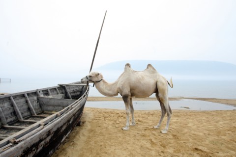 Irkutsk region, russia, july, 2011, a camel and a boat seen on lake baikal's sandy shore.
