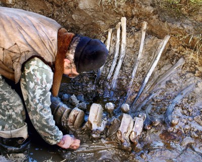 Yamalo-nenetsk autonomous district, well-preserved bones of mammoth are found by a russian expedition in yamal, a member of the expedition funded by the shemanovsky?s museum and exhibition centre is p...