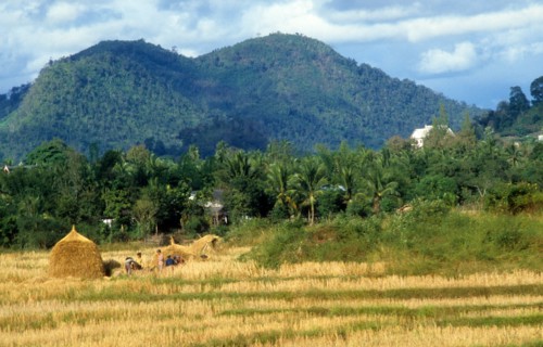 Rice field in laos, july 1983.