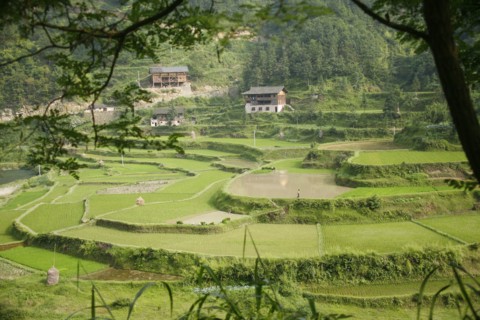 China, august 13, 2007, rice fields at a village in china’s guizhou province.