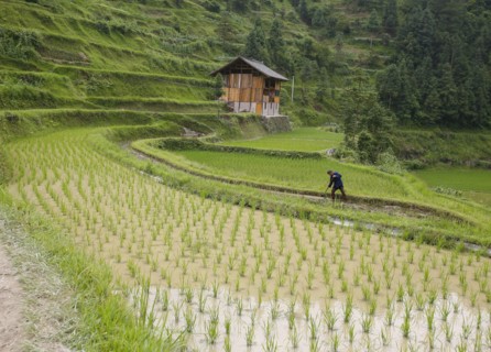China, august 13, 2007, man working in a rice field at a village in china’s guizhou province.