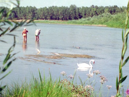 A wild swan on the ural river, russia.
