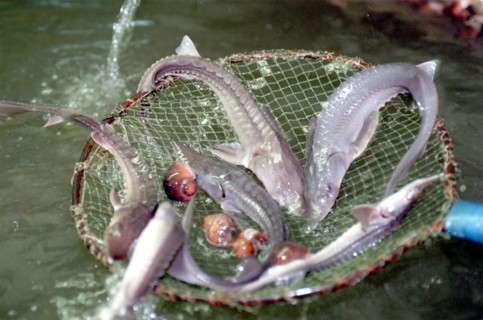 Sturgeon, russia, 2004.