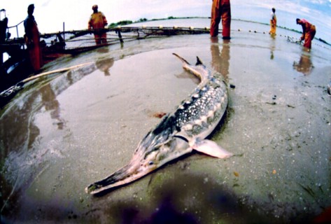 Sturgeon, russia, 2004.