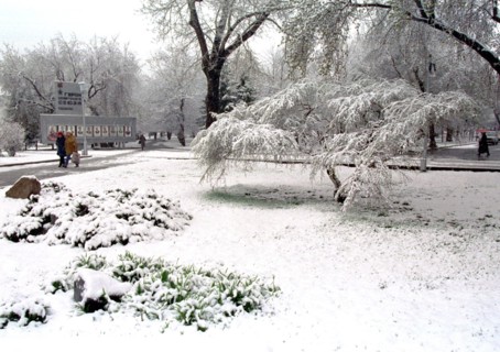 A beautiful view of a public garden in novosibirsk, with the trees covered with thick snow, siberia, russia.