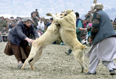 Kabul, afghanistan, march 9 2003, dog fights (in pic) remain one of the chief attractions in kabul, the fights draw thousands of spectators, in case it wins, an asian sheepdog may bring solid money to...
