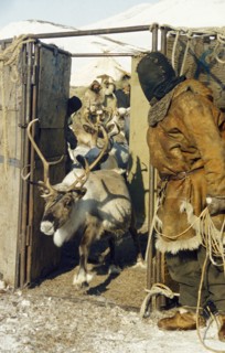 A reindeer entering a corral under the supervision of a herder in the chukot autonomous region, siberia, june 2000.