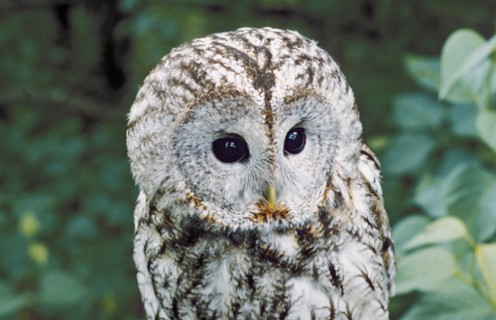 A barred owl in the taiga forest in the lipetsk region of russia.