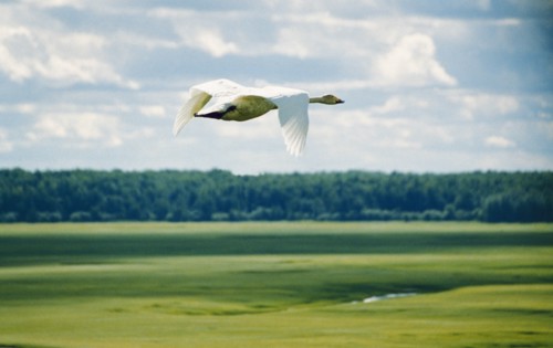 A goose flying over taiga forest, heading south, tyumen region, siberia, russia.
