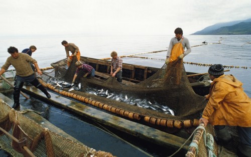 Fishing for salmon near the island of iturup, kuril islands, siberia, russia.