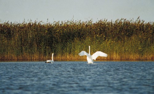 Whooping swans on a lake in a state park in the tyumin region, siberia, russia.