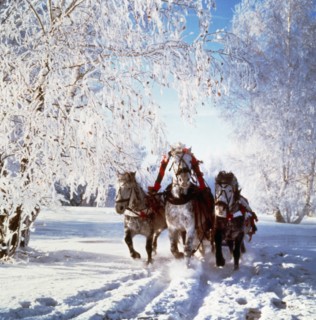 A troika sleigh ride through the woods, moscow region of russia.