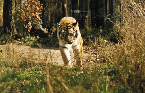 An endangered amur tiger in ussurllsk taiga, siberia, russia.