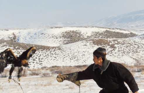 A kazakh hunter training a young golden eagle to hunt, kazakhstan, november 1999.
