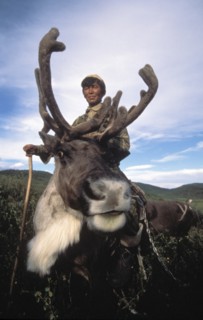 A reindeer breeder riding on a reindeer in the republic of tuva, russia, november 1998.