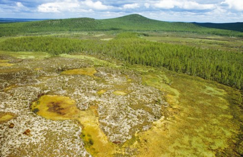 Young forrest at the site of the tunguska meteorite explosion nearly a century after the event, siberia, russia, 2008.