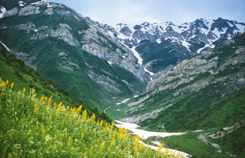 Yellow wildflowers growing in a valley in the tien shan mountains in western kazakhstan.