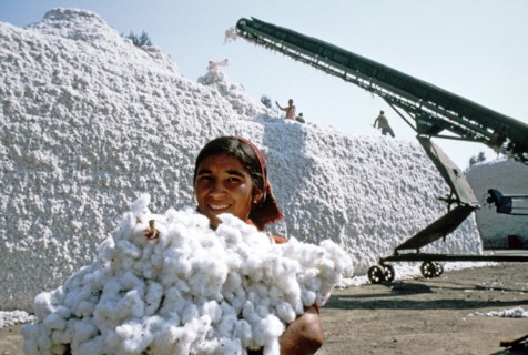 Uzbek ssr, 1982, cotton crop from the fields of the lenin state farm in the pap district.