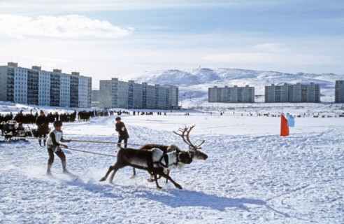 Traditional winter festival reindeer races in which the reindeer pull skiers along the course, murmansk, russia.