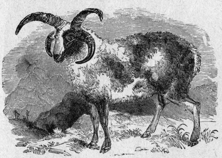 The sacrifical ram