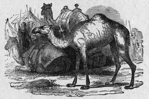 Camels