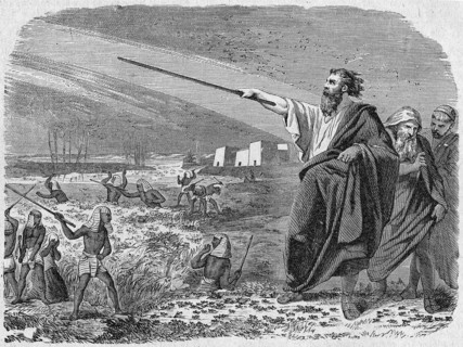 Plague of locusts