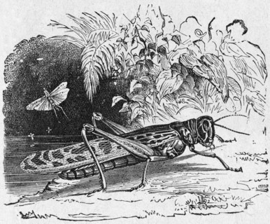 Locust