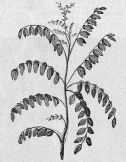 Wood of Setim or Acacia