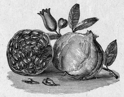 Pomegranate