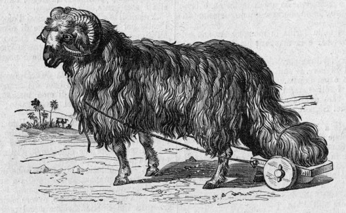 Religion The Holy Bible. The offer of the Ram's tail