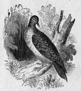 Religion The Holy Bible. The Turtle Dove