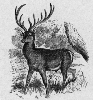 Religion The Holy Bible. Red deer