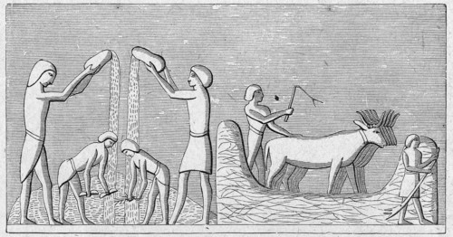 Religion The Holy Bible. Threshing wheat