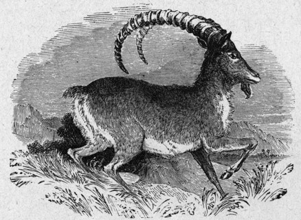 Religion The Holy Bible. Mountain Goat