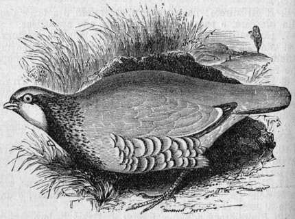 Religion The Holy Bible. Partridge