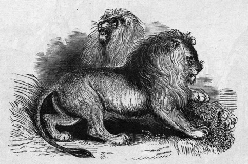 Religion The Holy Bible. Lions