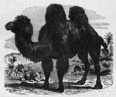 Religion The Holy Bible. Camelus bactrianus