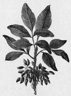 Religion The Holy Bible. Juglans regia