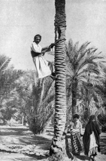Historical Geography. 1900. Iraq. Climber after the fruit in a grove of date palms.