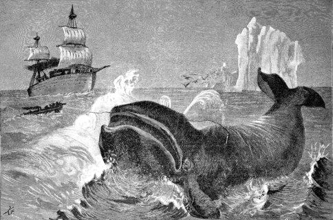 Whale Hunting In The Northern Ice Sea