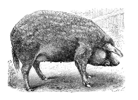 Szalontaer Schwein