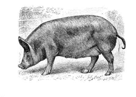 Tamworthschwein