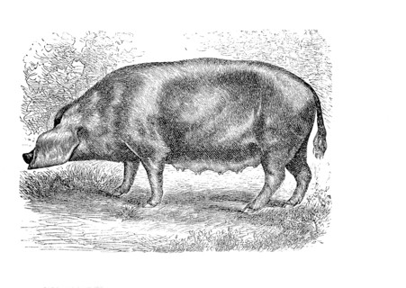 Marschschwein