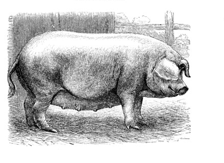 Westfälisches Schwein