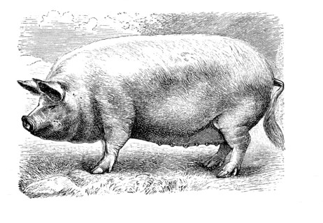 Großes Weißes Englisches Schwein