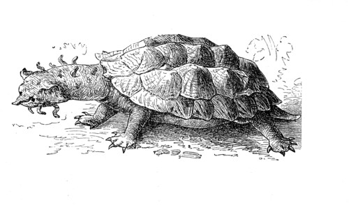 Fransenschildkröte