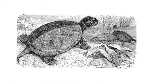 European Pond Turtle
