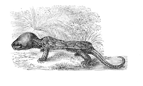 Big-Headed Turtle