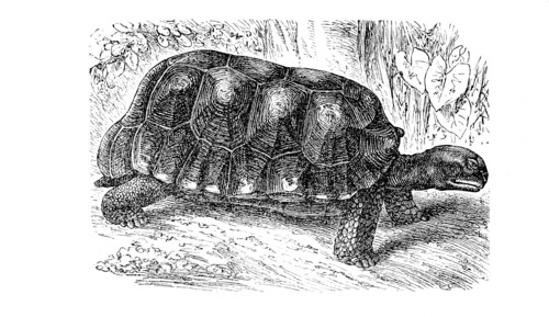 Yellow-Footed Tortoise