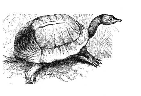 Florida Softshell Turtle